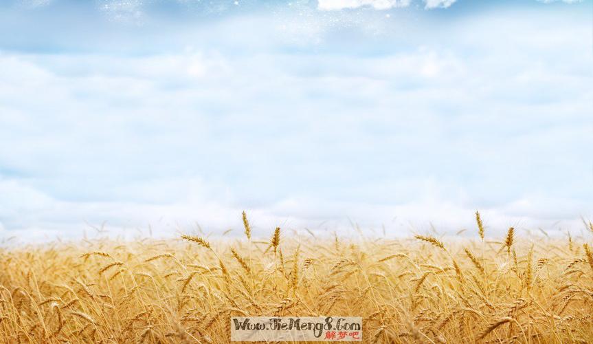 周公解梦 梦见好大一片麦地麦子全黄了