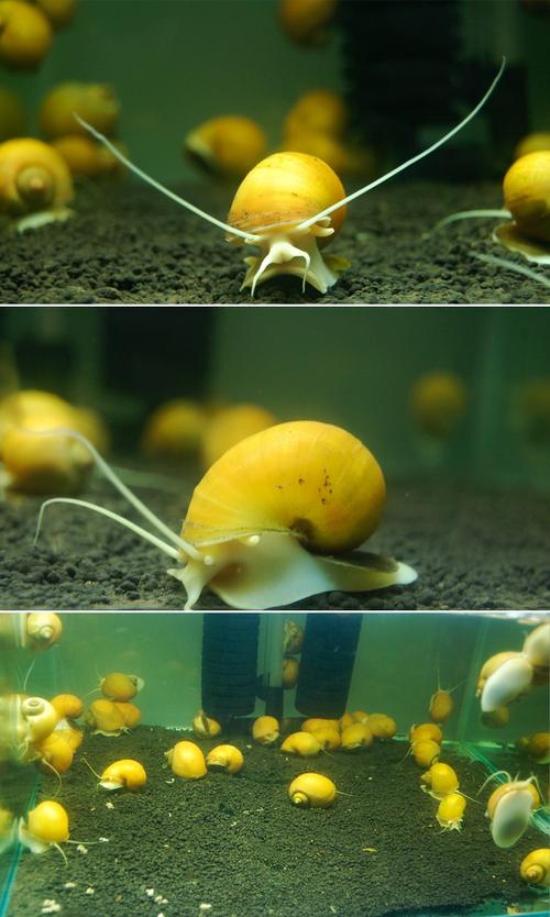 螺 观赏螺 黄金割草机 除藻螺 宠物螺 黄金兔子蜗牛 淡水清洁鱼缸宠物