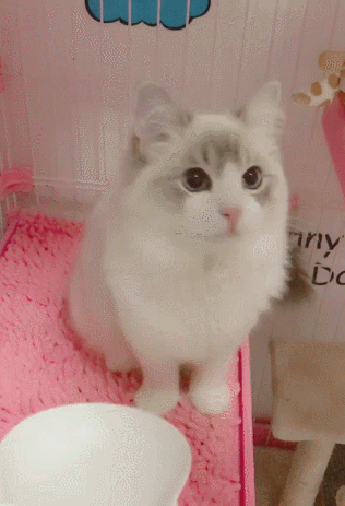 可爱猫咪动态壁纸中文