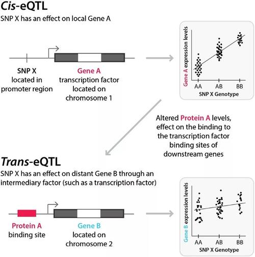 eqtl连接突变与基因表达的桥梁