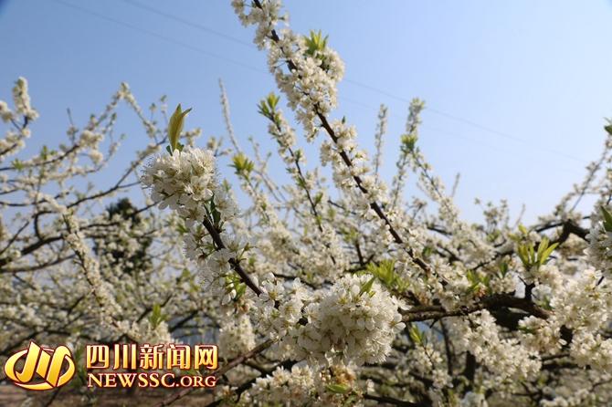 地方频道-达州  达州新闻  每年3月,庙安乡千树万树李花开,吸引着成千