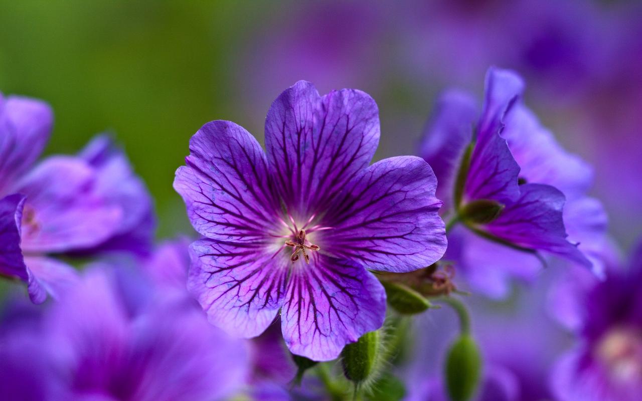 紫色唯美花卉植物高清图片桌面壁纸