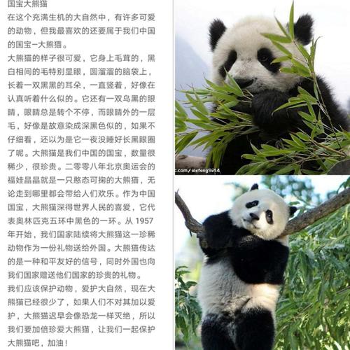 出自然,国之珍宝美名扬——第二实验小学三年二班习作《国宝大熊猫》