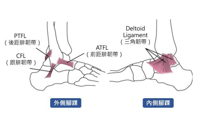 脚踝韧带解剖图