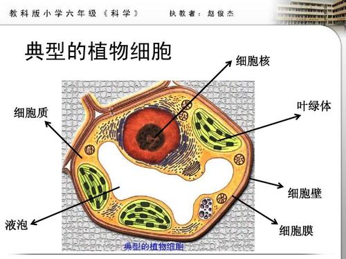 典型的植物细胞 细胞质 细胞核 叶绿体 细胞壁 液泡 细胞膜