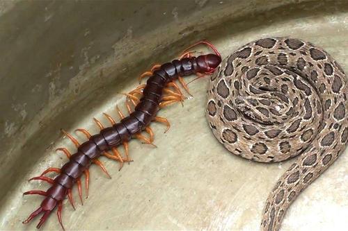视频:巨型蜈蚣大战巨毒蛇,两毒物间的较量,最终鹿死谁手