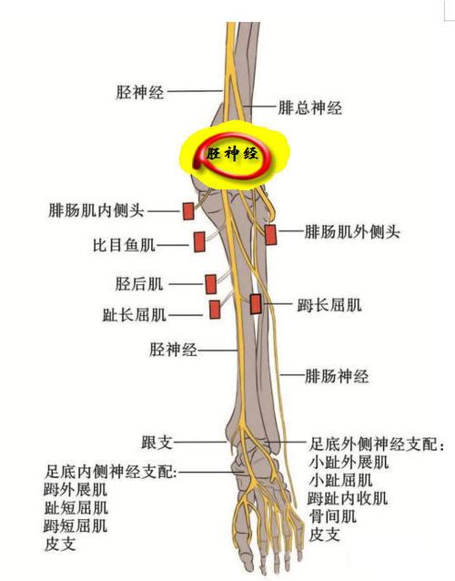 足底外侧神经足底外侧神经也为胫神经的终支,其肌支支配除足底内侧
