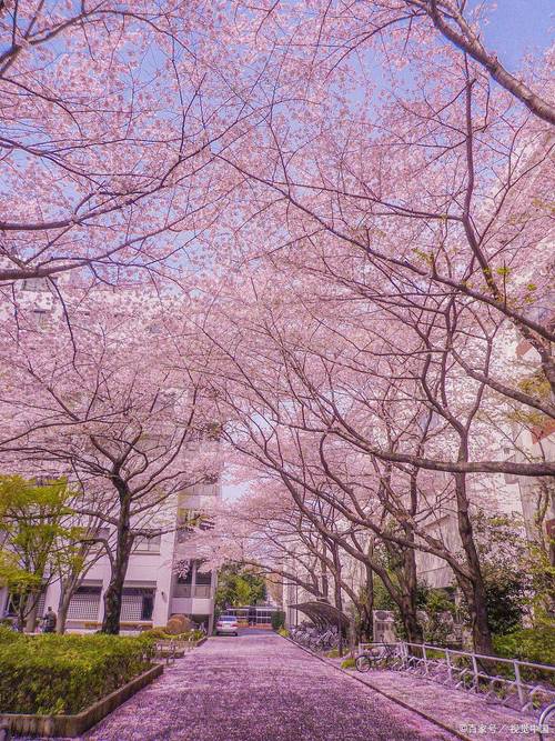 原创武汉大学樱花雨武汉大学的樱花有着怎样的历史和文化背景