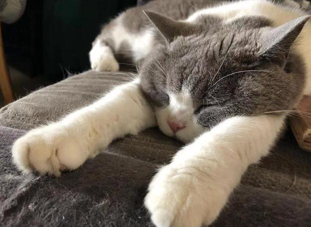 少人都遇到过猫咪睡觉时会发抖的情况吧,那么猫咪睡觉发抖是因为冷吗?