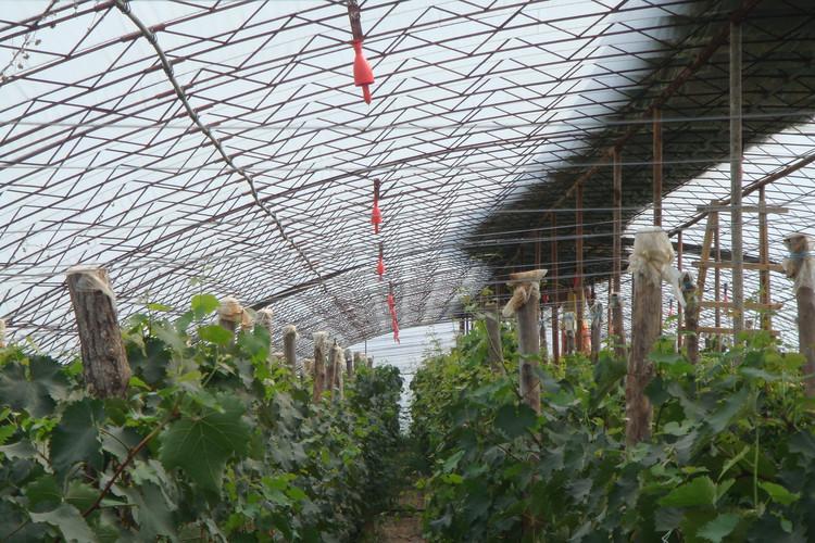温室大棚建设之大棚葡萄栽培技术空间电场环境中的葡萄
