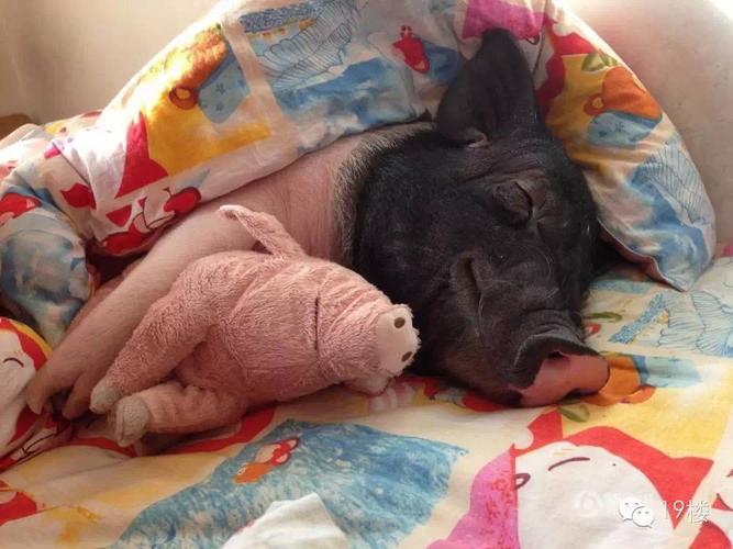 两个猪抱在一起睡觉的图片