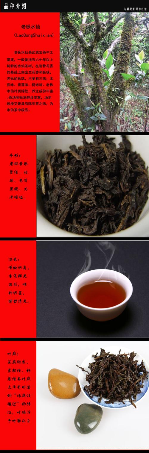 武夷山老枞水仙是什么茶