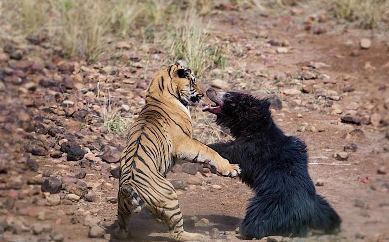 老虎与熊的生死搏斗_哔哩哔哩_bilibili
