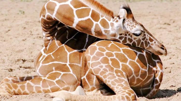 长颈鹿每天大约睡多少个小时