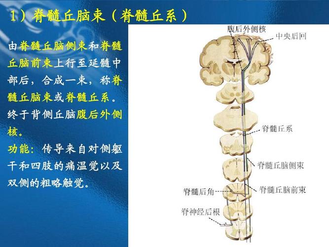 所有分类 高等教育 医学 脑干内部结构,间脑,小脑ppt 脑 1)脊髓丘脑束