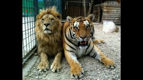 面对老虎狮子,巨蟒表示都是渣!