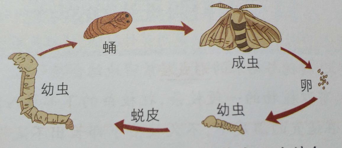 昆虫的生殖和发育1706 李林柳
