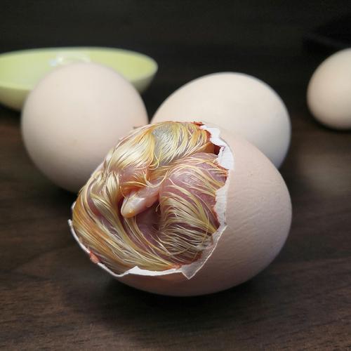 毛蛋新鲜18到20天毛鸡蛋半鸡半蛋旺鸡蛋喜蛋毛胚蛋凤凰蛋生的发货