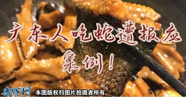 广东人吃蛇遭报应案例