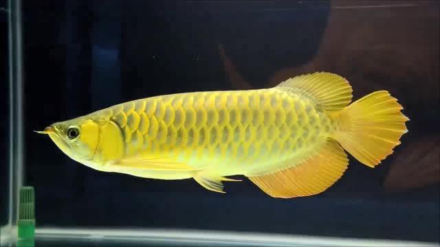 看着这漂亮的金色大龙鱼,仅此一条,感觉满满的自豪感!