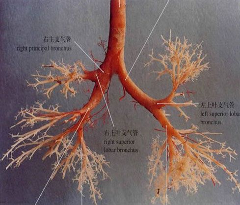 气管与支气管解剖学-人体解剖图