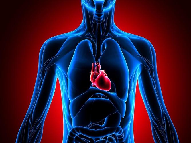 人体心脏在什么部位?是在左边还是右边?