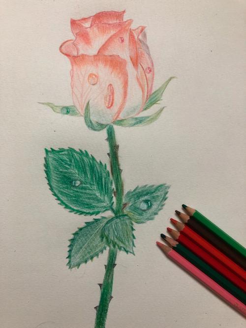 彩铅画玫瑰花