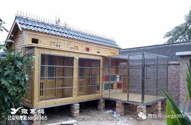 【鸽赏图】老北京精致的农家院鸽舍.
