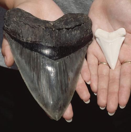 美国北卡罗莱纳州海滩发现巨齿鲨牙齿化石