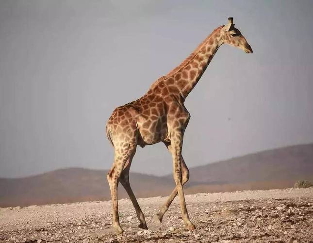 长颈鹿高达5米,长期高血压,为什么却不会脑溢血?