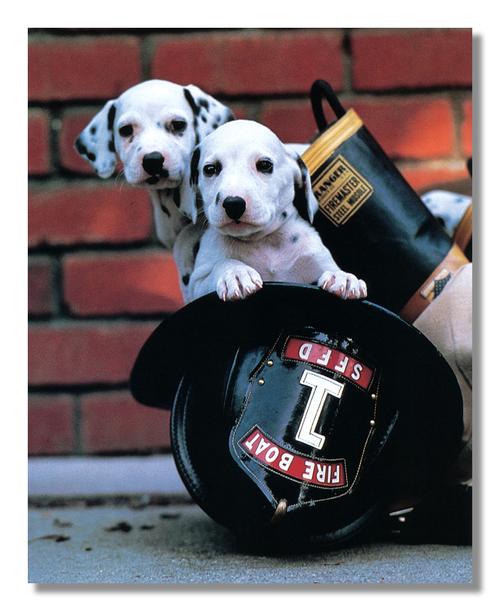 puppy dog firefighters fire boat 1 sffd photo wall picture 8x10