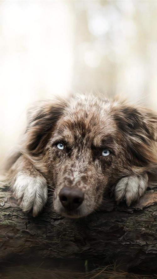 iphone 壁纸 孤独的狗在林中,脸,眼睛