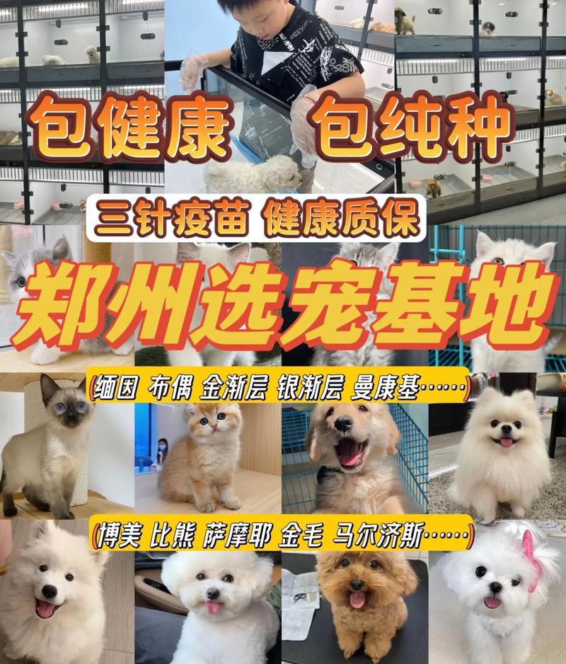 郑州正规宠物基地推荐来了正规犬舍  - 抖音