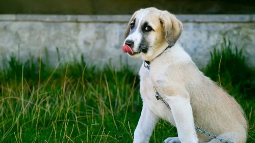 wallpaper puppy, dog, protruding tongue, cute