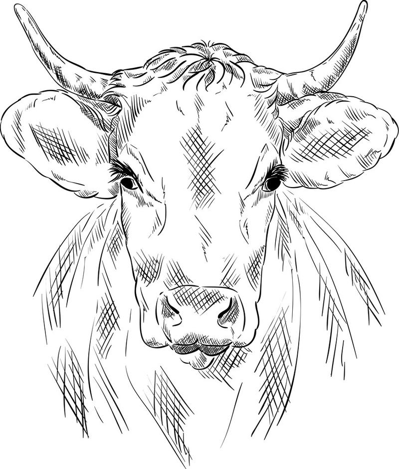 牛肖像,矢量-牛肖像孤立的背景上