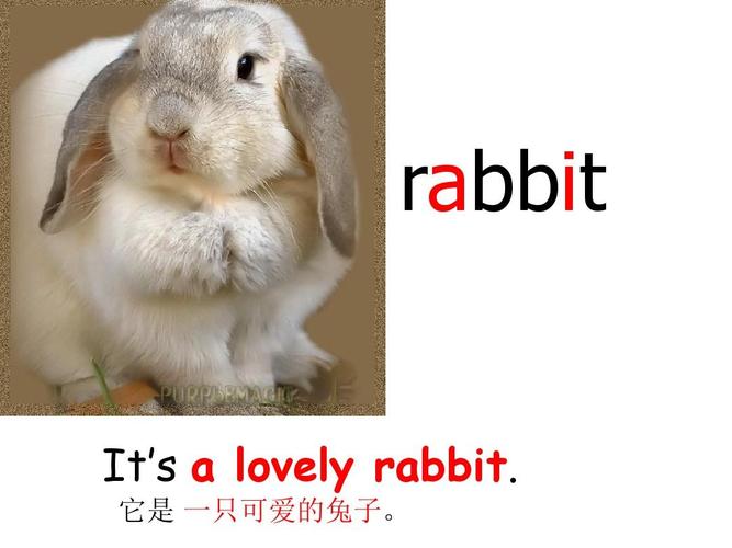 它是 一只可爱的兔子.