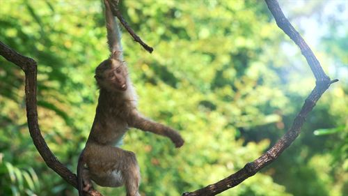 猕猴猴子猴子爬树_3840x2160_高清视频素材下载(编号:2881699)_实拍