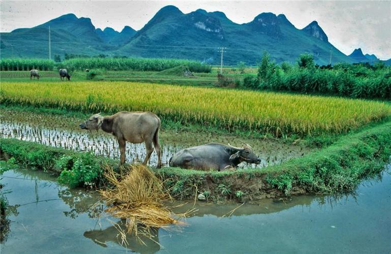 老照片:1993年桂林农村 还是中国传统乡村的味道