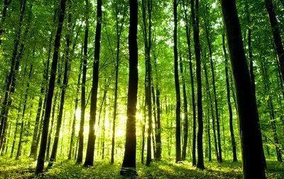 有效遏制二氧化碳的排放减缓全球变暖的速度从而改善生态环境植树造林