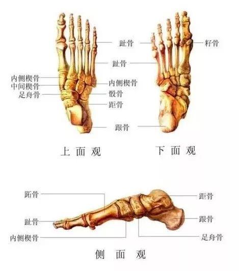 脚趾在运动当中灵活性很大,主要调节跖趾和脚部其他部位的相互关系,起