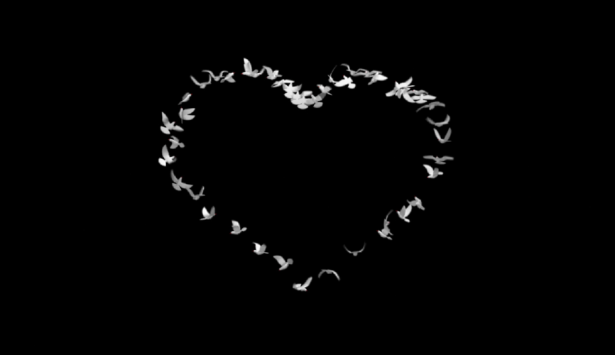 黑色背景白色飞鸽聚集成爱心图案婚庆特效视频素材