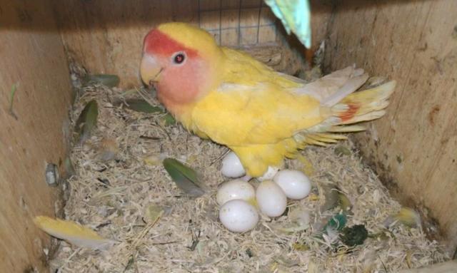 饲养者能否直接购买牡丹鹦鹉蛋来孵化幼鸟?