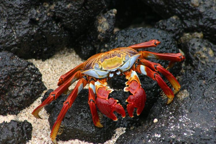 海红螃蟹图片