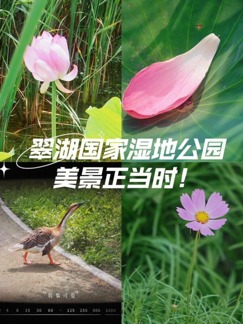 翠湖国家湿地公园心心念念北京最神秘公园