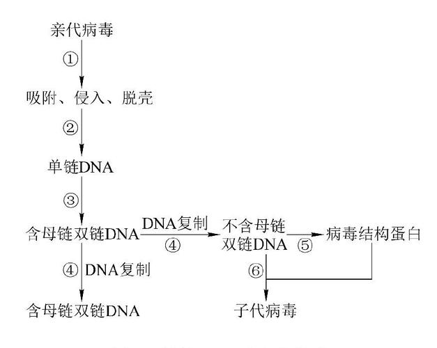 病毒基因组核酸的主要类型包括哪些
