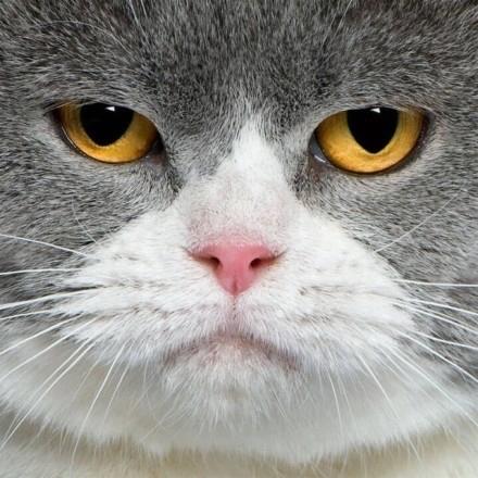 猫咪年龄及眼睛颜色问题