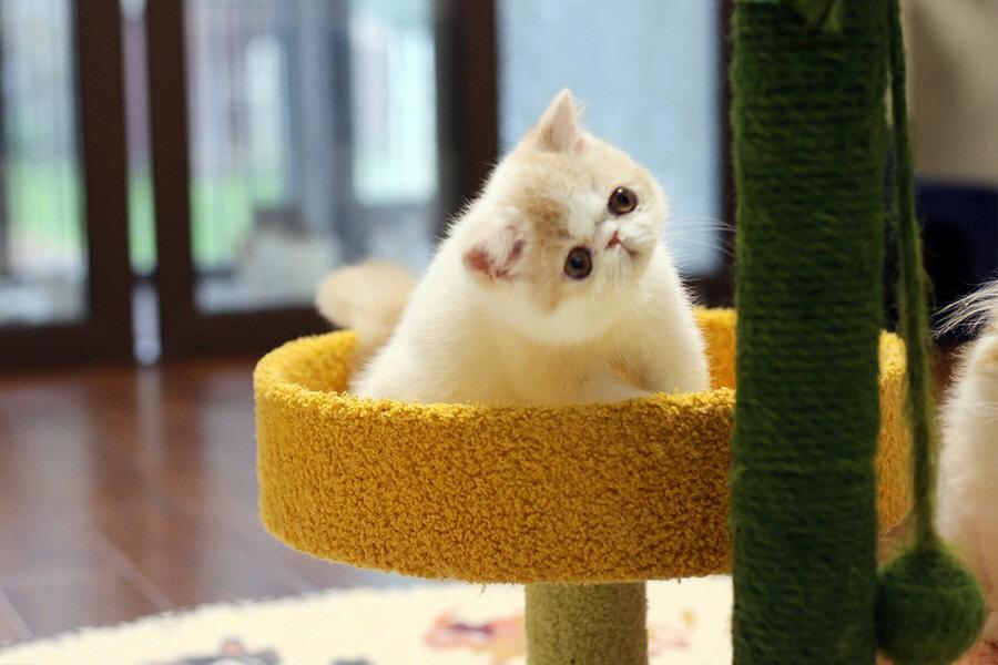乳白梵文加菲猫