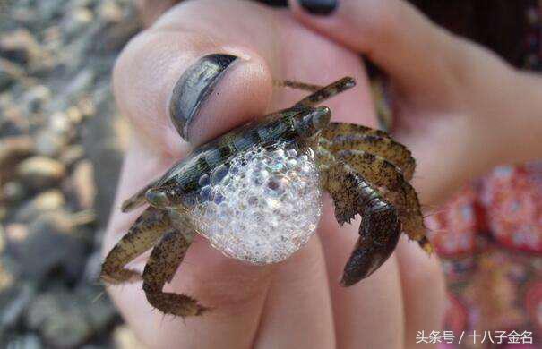 螃蟹生活在水里的甲壳类动物,它和鱼一样,也用鳃呼吸.