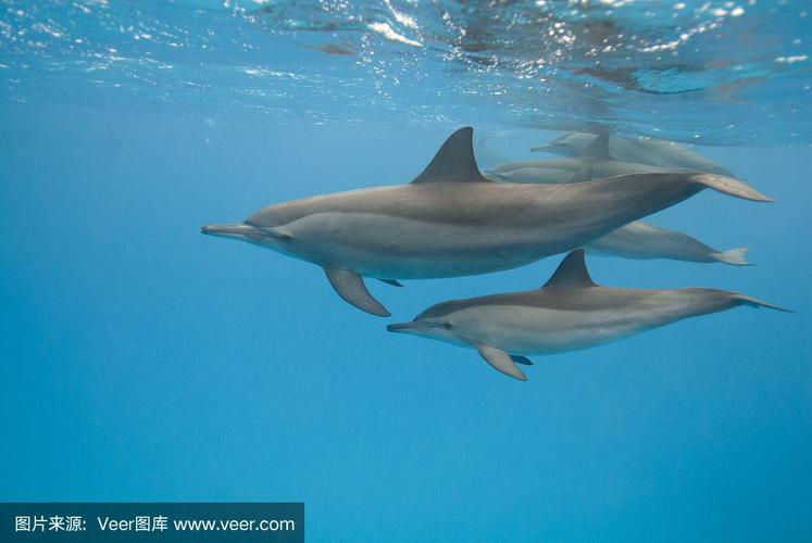 飞旋海豚妈妈和孩子.