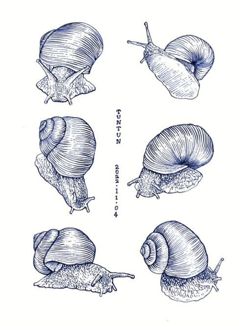 线描钢笔画蜗牛